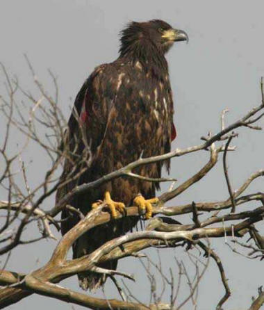 White-tailed sea eagle