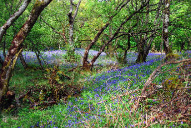 Bluebells in Gruline Woods