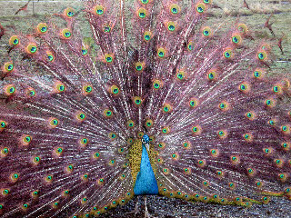 Our peacock