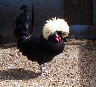 A Polish Bantam